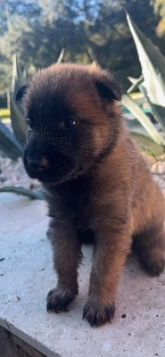 Les chiots de Berger Belge