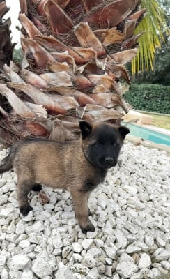 Les chiots de Berger Belge