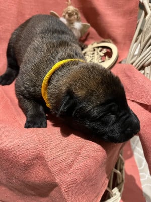 CHIOT 2 collier jaune - Berger Belge