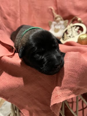 CHIOT 3 collier vert - Berger Belge