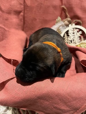 CHIOT 4 collier orange - Berger Belge