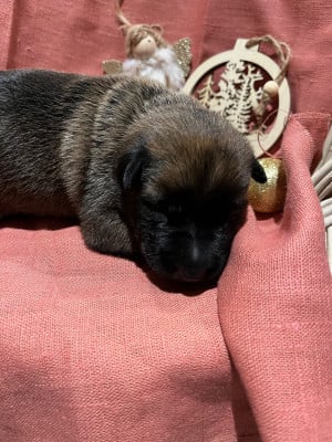 CHIOT 7 collier gris - Berger Belge