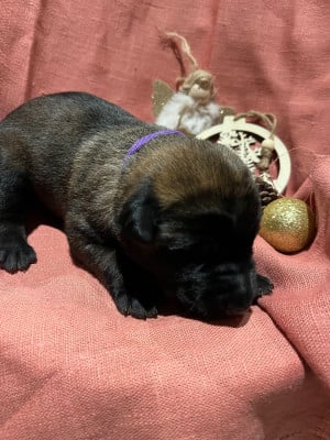 CHIOT 5 collier violet - Berger Belge