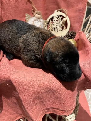 CHIOT 6 collier rouge - Berger Belge