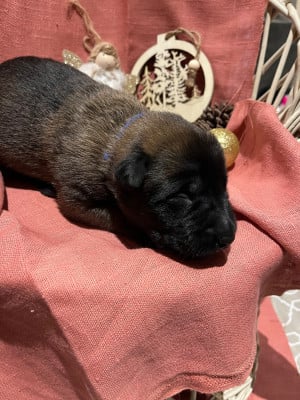 CHIOT 8 collier bleu - Berger Belge