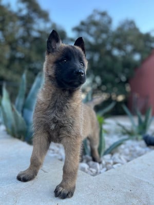 Les chiots de Berger Belge