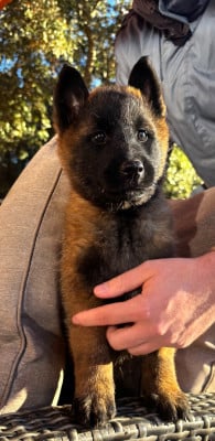 Les chiots de Berger Belge