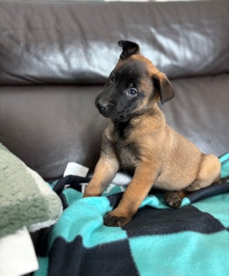 Les chiots de Berger Belge