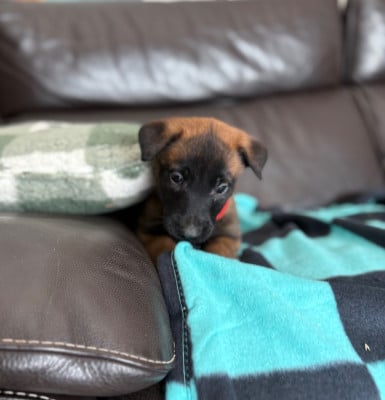 Les chiots de Berger Belge