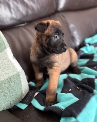 Les chiots de Berger Belge