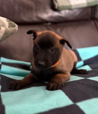 Les chiots de Berger Belge