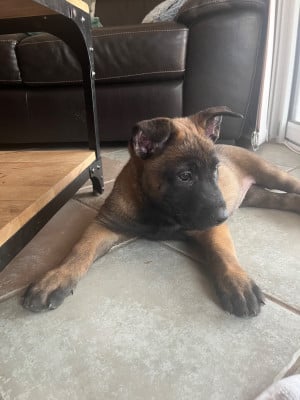 Les chiots de Berger Belge