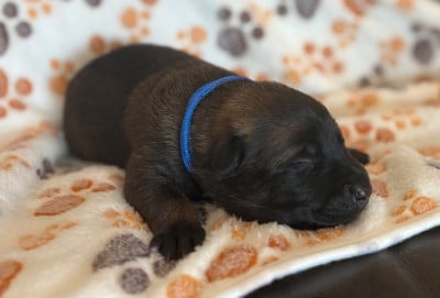 Les chiots de Berger Belge