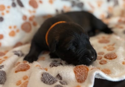 Les chiots de Berger Belge