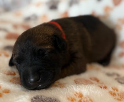 Les chiots de Berger Belge