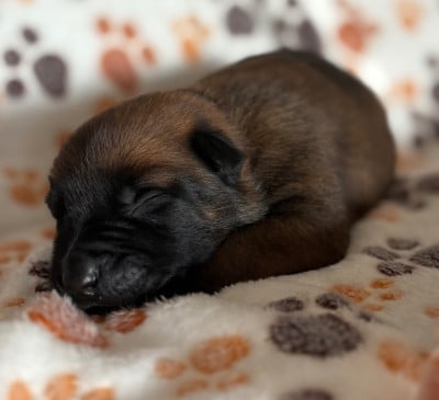 Les chiots de Berger Belge