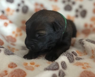 Les chiots de Berger Belge