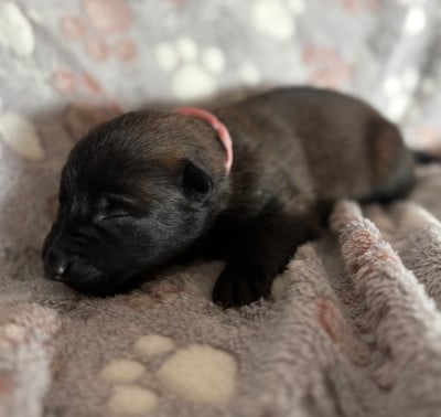 Les chiots de Berger Belge