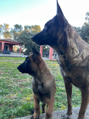 Les chiots de Berger Belge