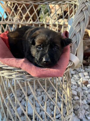 Les chiots de Berger Belge