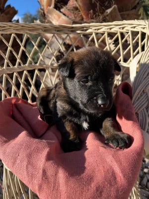 Les chiots de Berger Belge