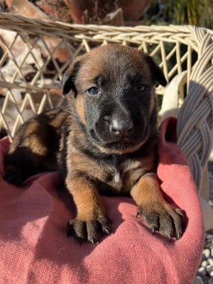 Les chiots de Berger Belge
