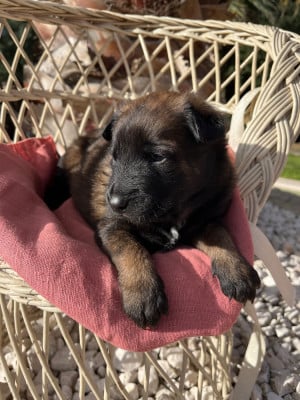 Les chiots de Berger Belge