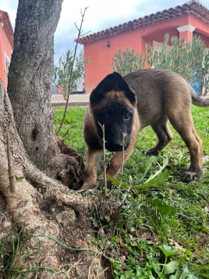 Les chiots de Berger Belge