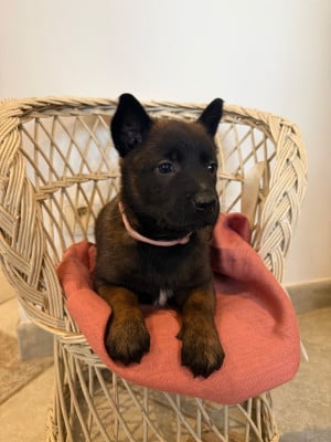 Les chiots de Berger Belge