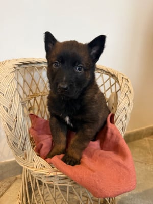 Les chiots de Berger Belge