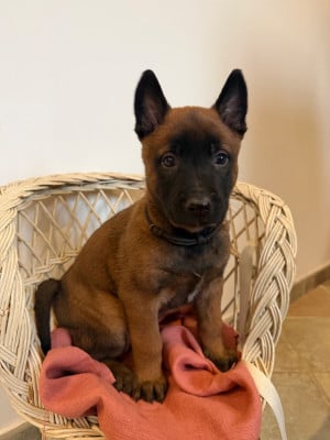 Les chiots de Berger Belge