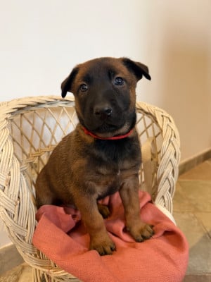 Les chiots de Berger Belge