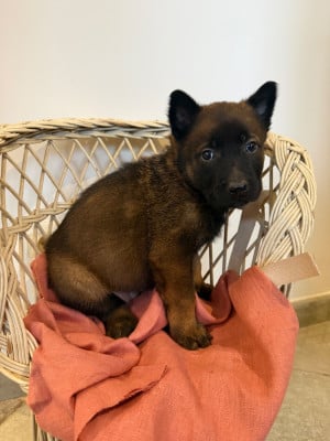 Les chiots de Berger Belge