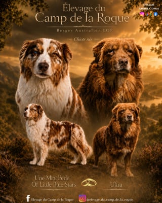 Les chiots de Berger Australien