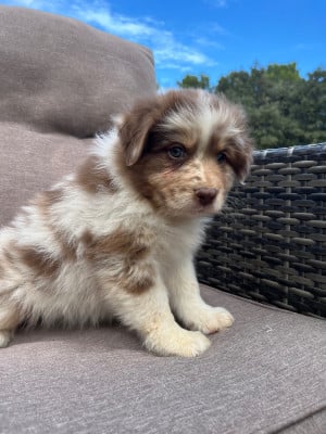 Les chiots de Berger Australien
