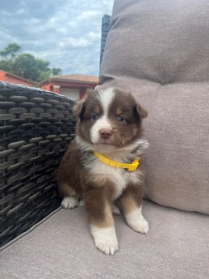 Chiot N°2 - Berger Américain Miniature 