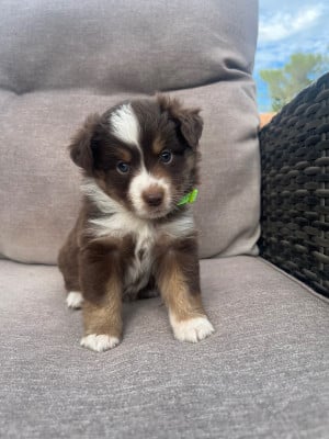 Chiot N°6 - Berger Américain Miniature 
