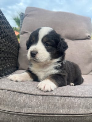 Chiot N°3 - Berger Américain Miniature 