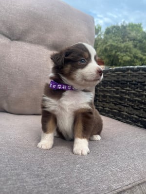 Chiot N°4 - Berger Américain Miniature 