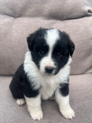 Chiot N°5 - Berger Américain Miniature 