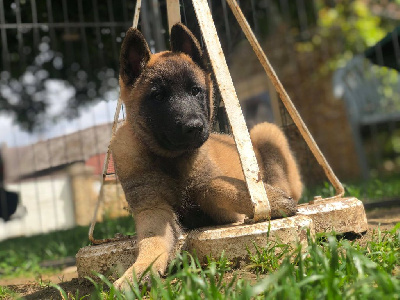 Les chiots de Berger Belge