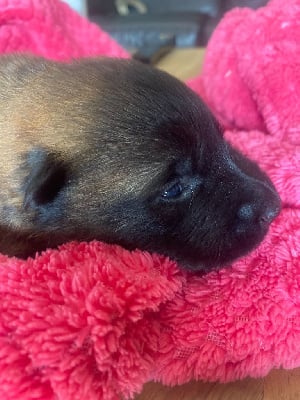 Les chiots de Berger Belge