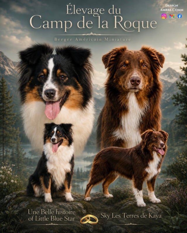 Berger Américain Miniature  - du Camp de la Roque