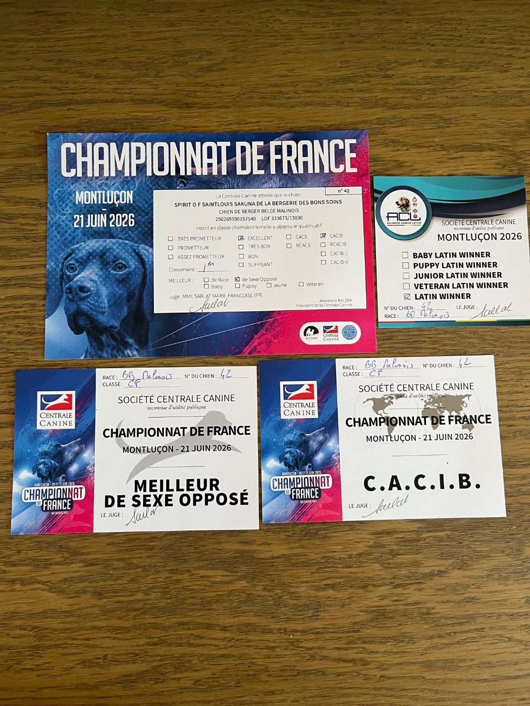 CH. Sr spirit of saint louis-sakuna De La Bergerie Des Bons Soins - 1ère Excellent Classe Champion CACIB Meilleur de Sexe Opposé