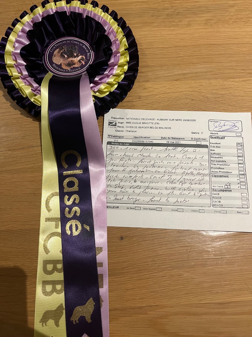 CH. Sr spirit of saint louis-sakuna De La Bergerie Des Bons Soins - 5ème Excellent Classe Champion