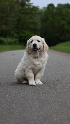 Les chiots de Golden Retriever