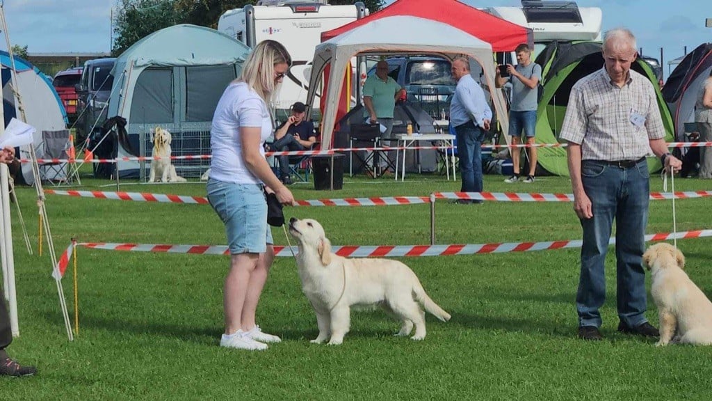 Unstoppable monkey in winter The Golden Dream Forever - 1 er Très Prometteur