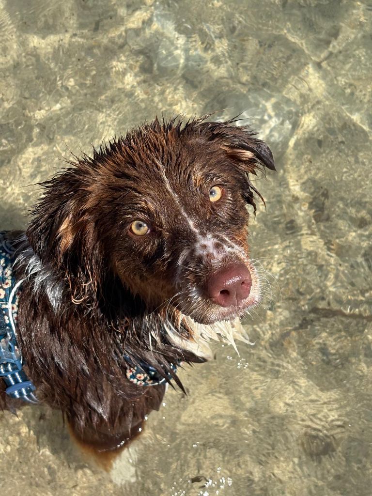 Vodka De La Bélaurendière