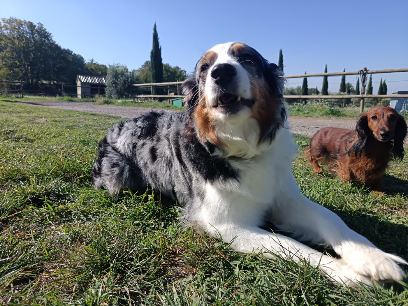 Shelby (Sans Affixe)