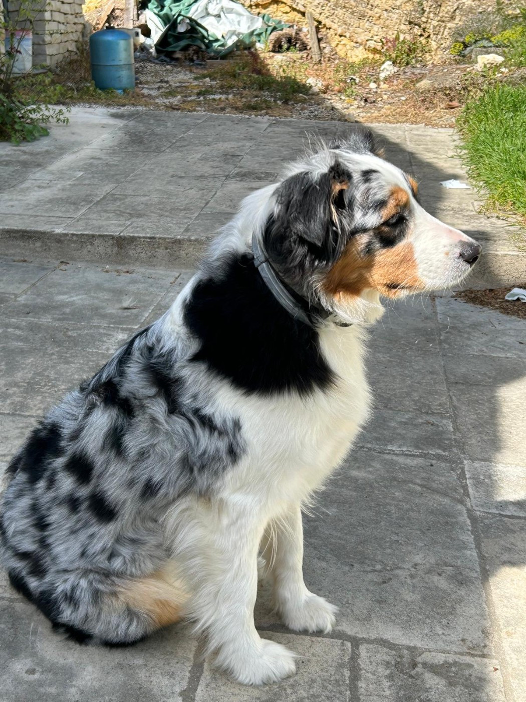 Shelby (Sans Affixe)